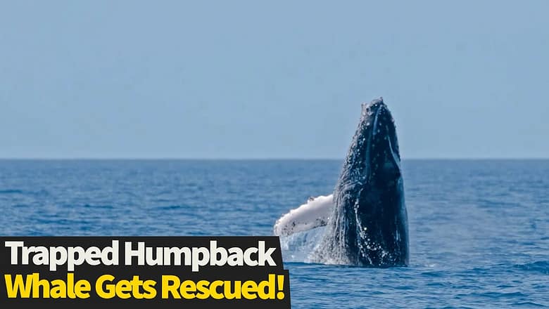 Heroic Man Leaps Into Action To Save Humpback Whale Trapped In Netting.