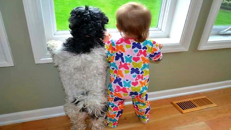 HILARIOUS MOMENTS with DOGS & KIDS – So cute and funny!