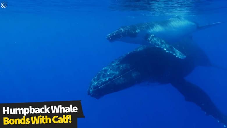 Incredible close-up footage of humpback whale bonding with calf