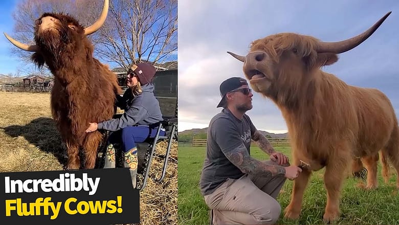Incredibly fluffy cows love getting their hair brushed