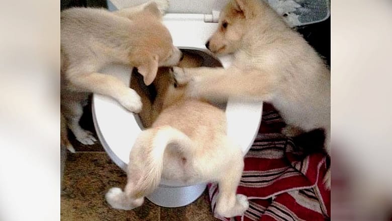 Most HILARIOUS DOGS and their CRAZY MOMENTS