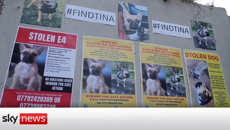 Pet theft will be classified as a criminal offence after ‘worrying’ rise in abductions