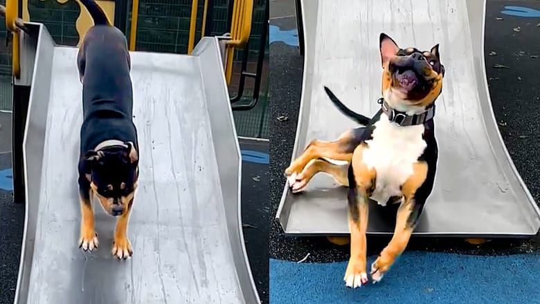 Rottweiler Goes For Wild Ride | Funny Pet Videos