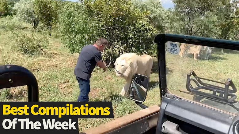 Top 3 BEST Compilations Of The Week #2 | Must Watch Videos