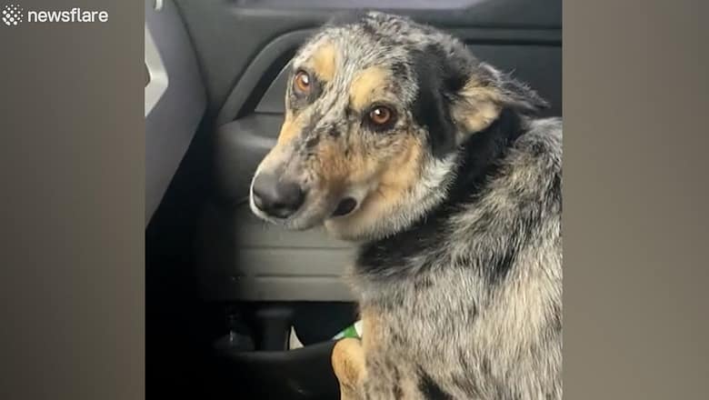 Upset dog thinks new baby cow is its replacement