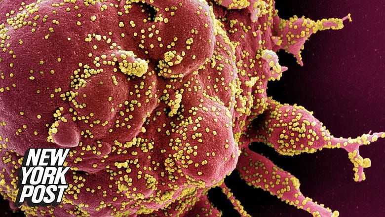 WHO investigating new COVID-19 variant: Mu | New York Post
