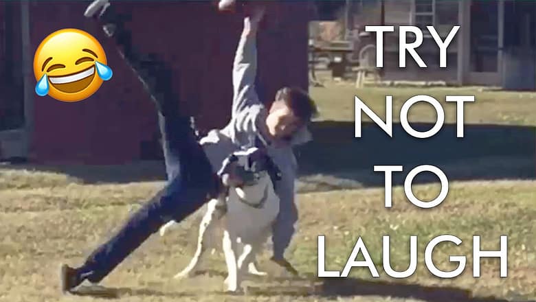 [2 HOUR] Try Not to Laugh Challenge! ? | Best Funny Animals & Fails | Funny Videos | AFV Live