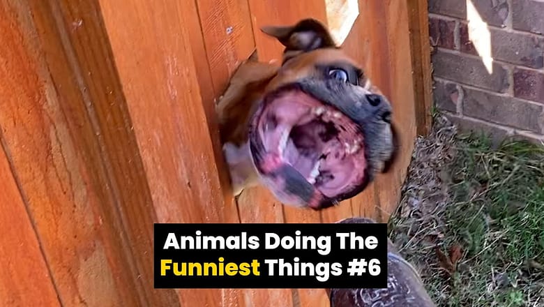 Animals Do The Funniest Things #6