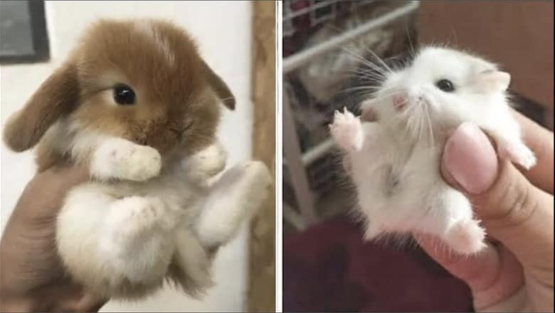 AWW SO CUTE! Cutest baby animals Videos Compilation Cute moment of the Animals 2022 #1