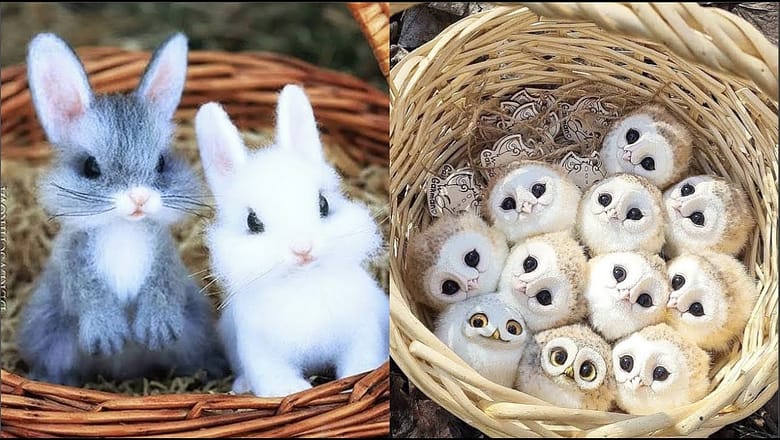 AWW SO CUTE! Cutest baby animals Videos Compilation Cute moment of the Animals – Cutest Animals #45