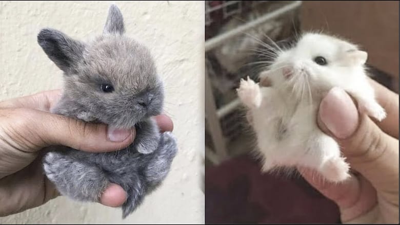 AWW SO CUTE! Cutest baby animals Videos Compilation Cute moment of the Animals – Cutest Animals #47