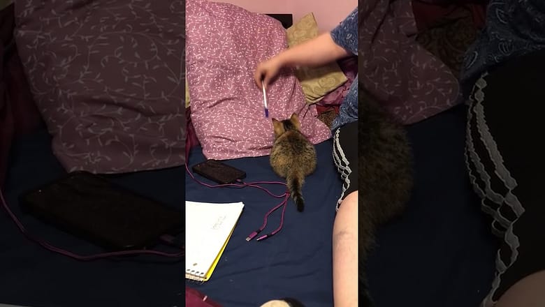 Cat Scared Of Pen #shorts