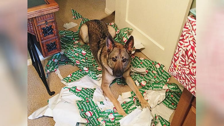 CATS & DOGS vs CHRISTMAS PRESENTS – Funniest PET VIDEOS