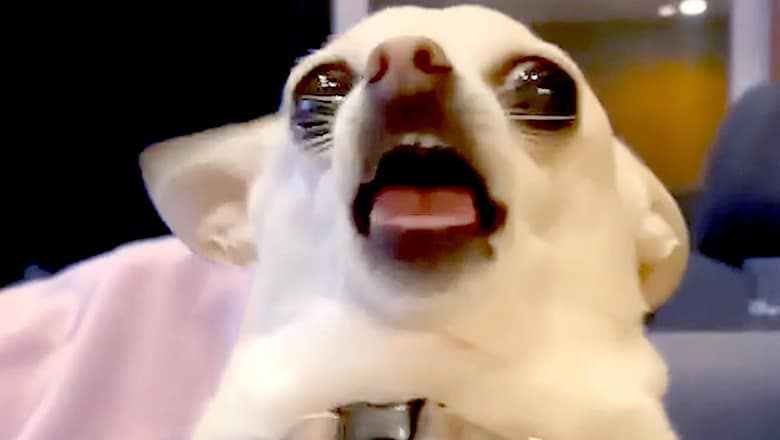 Dog Freaks Out While Talking with Owner | Funny Pet Videos