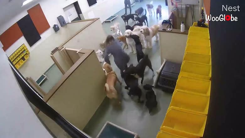 Dog Trainer Finds Herself Swarmed By Group Of Overly Excited Pooches