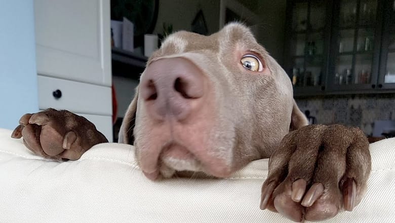 DOGS & CATS just don’t like VETS!