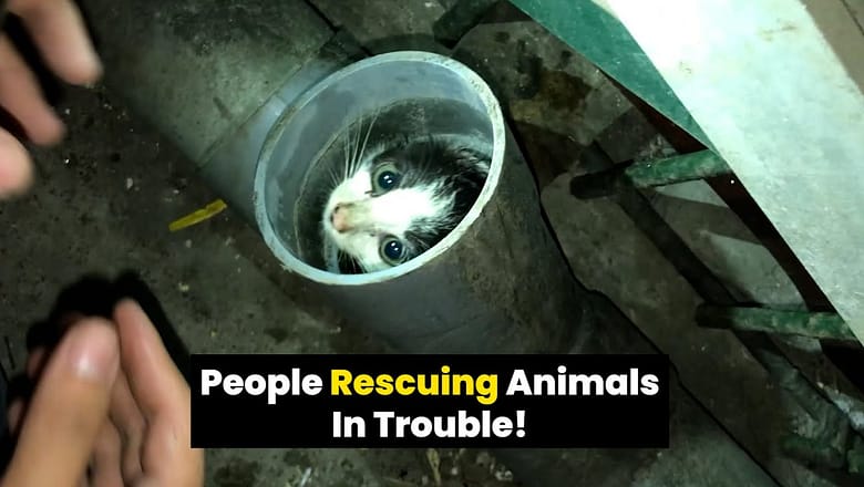 People rescuing animals in trouble!