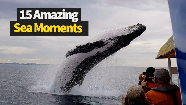 The best videos captured while deep ocean diving