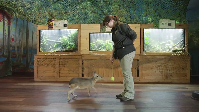 This Large Rodent Knows Commands Just Like a Dog