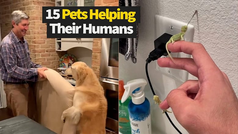 Top 20 Moments Where Pets Help Their Humans