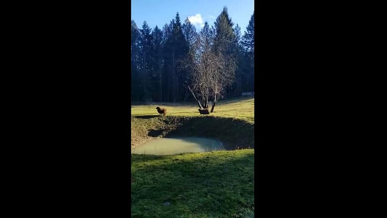 Two playful sheep chase dog around yard