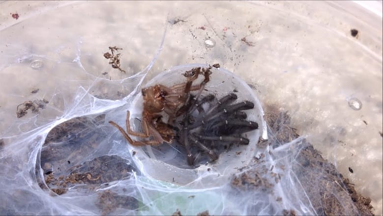 Amazing Footage of Tarantula Shedding skin