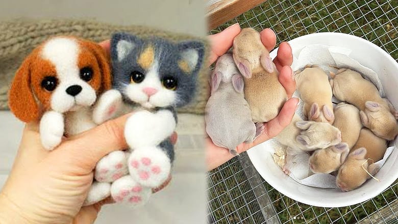 AWW SO CUTE! Cutest baby animals Videos Compilation Cute moment of the Animals – Cutest Animals #48