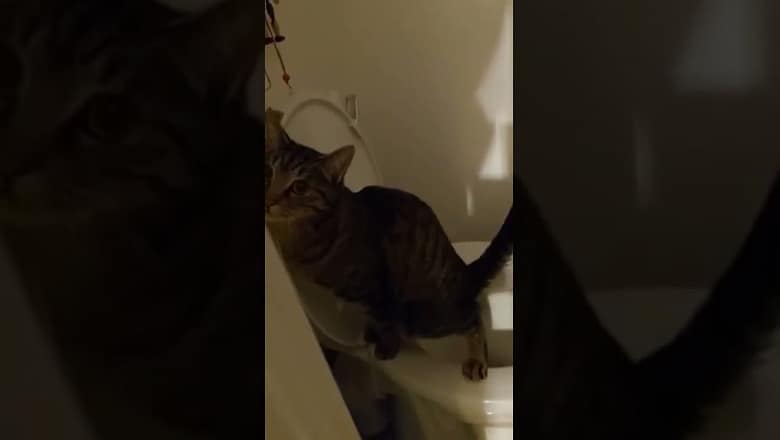 Cat Gets Interrupted Mid Stream #shorts