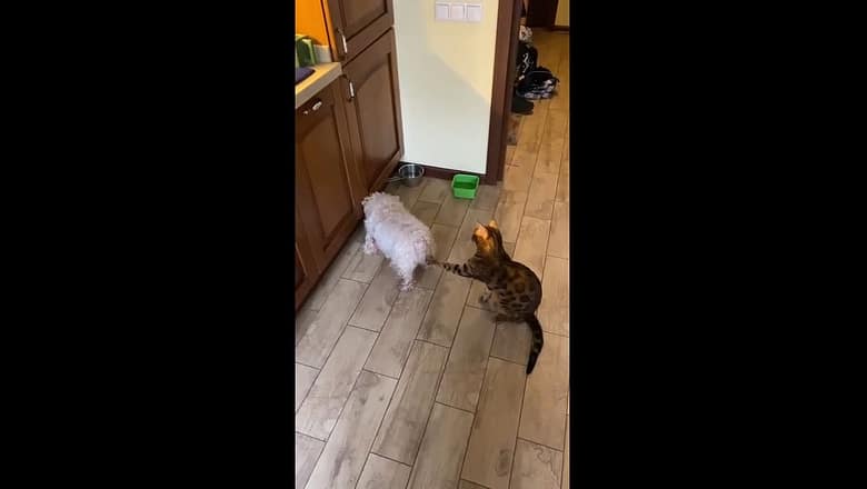 Cat Hilariously Distracts Dog While Eating