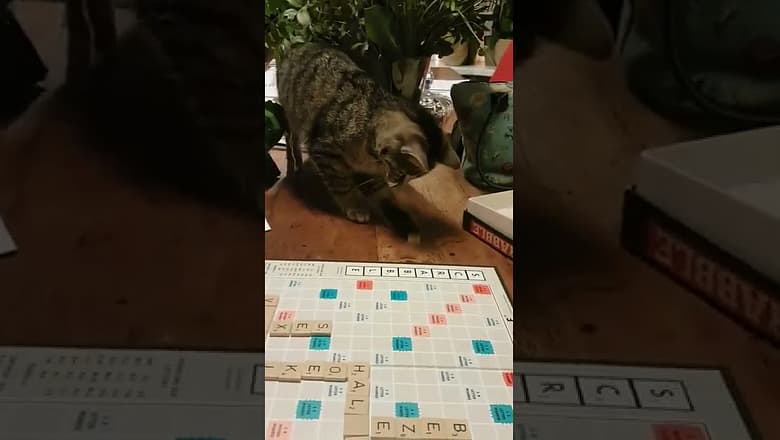 Cat Tries Playing Scrabble #shorts