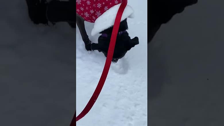 Dog Eats Snow #shorts
