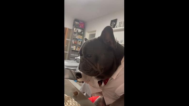 French Bulldog Gets Dream Date On Tinder Valentine’s Day