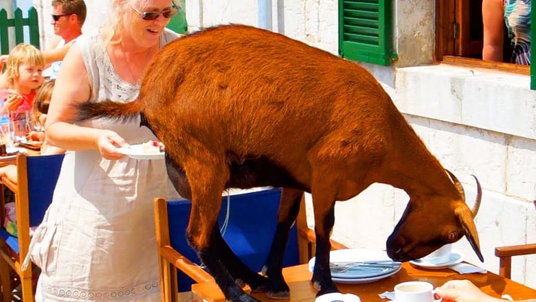 Goat Hijacks Lunch Table | Extraordinary Eating Fails