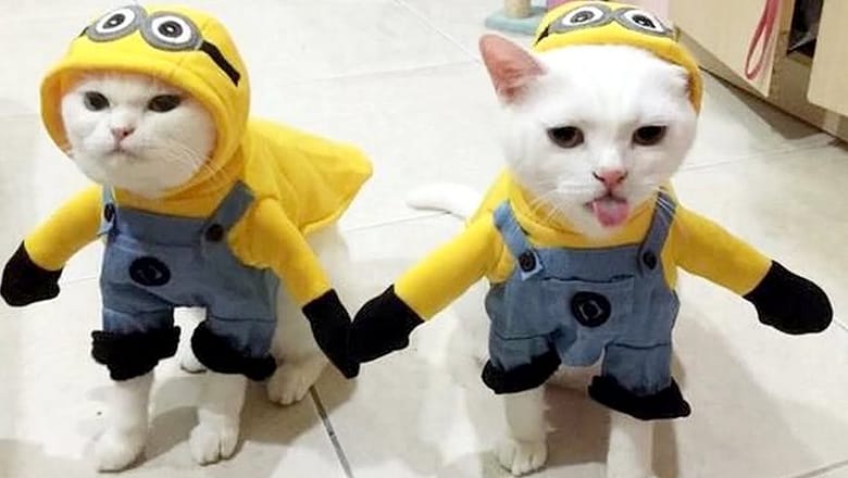 Most HILARIOUS ANIMALS in COSTUMES – Enjoy and laugh!