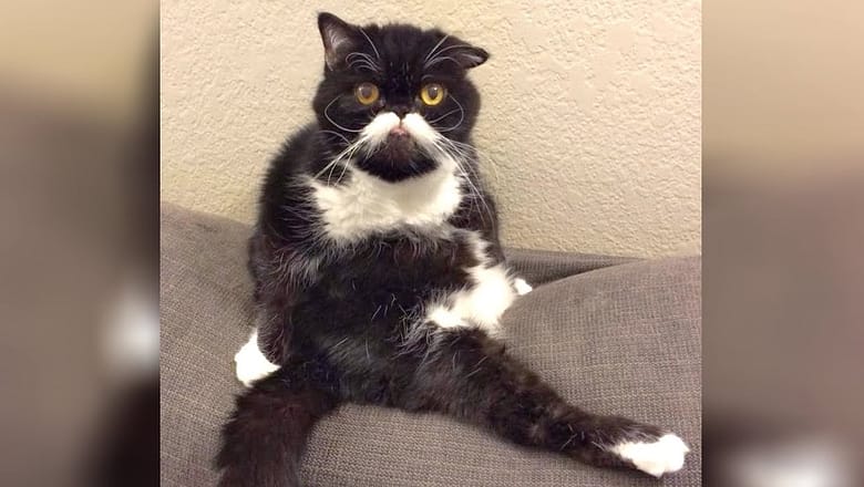 Most hilarious ANIMALS that will LIFT YOUR MOOD!