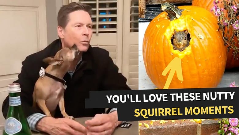 The Best Squirrel Videos Caught On Camera