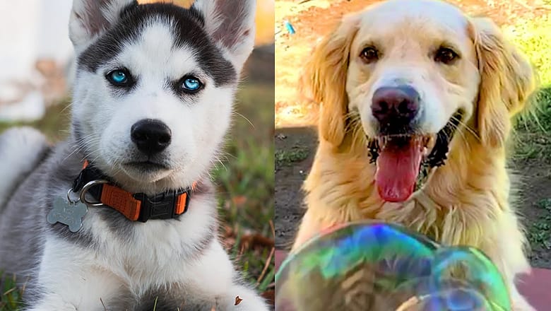 Top 10 Most Beautiful Dogs | Funny Pet Videos