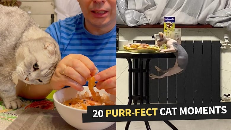 Top 20 Funniest Cat Moments Compilation