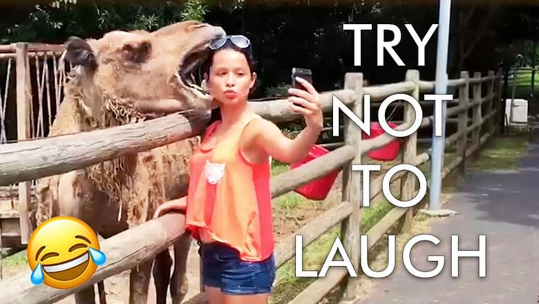 Try Not to Laugh Challenge! Funniest Fails! ? | Best Fails of the Week | Funny Videos | AFV Live
