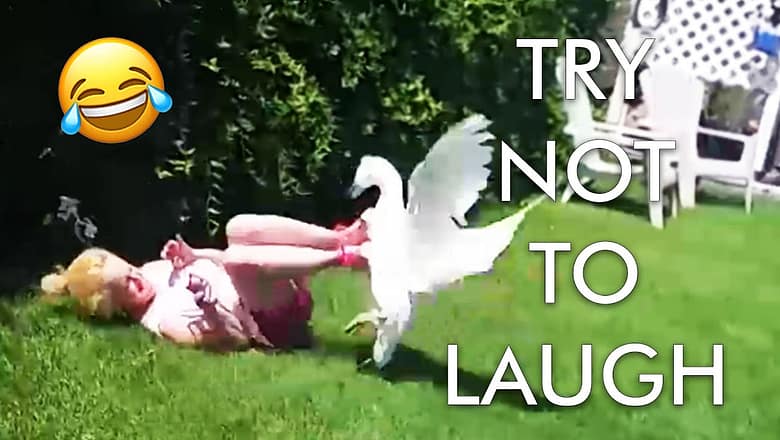 [2 HOUR] Try Not to Laugh Challenge! ? | Animal Fails of the Week | Funny Pet Videos | AFV Live