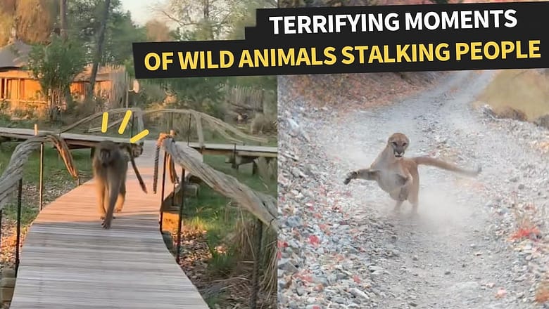Animals Get Terrifyingly Close To People | Animals In The Wild