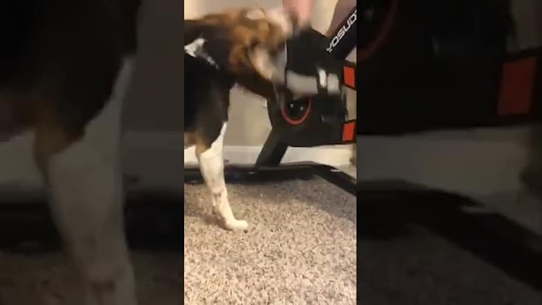 Beagle Spins Along With Stationary Bike #shorts