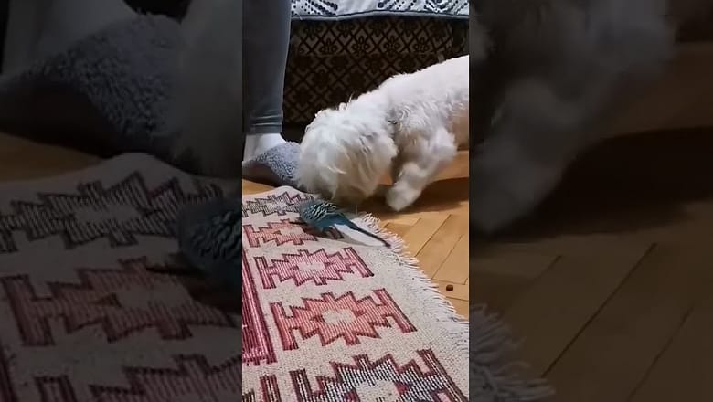 Bird Tries To Steal Dog’s Food #shorts