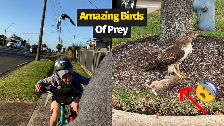 Birds Hunting Their Prey | Nature is Amazing