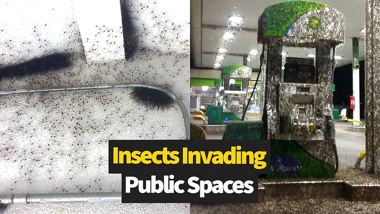 Bizzare insect invasions from around the world ?
