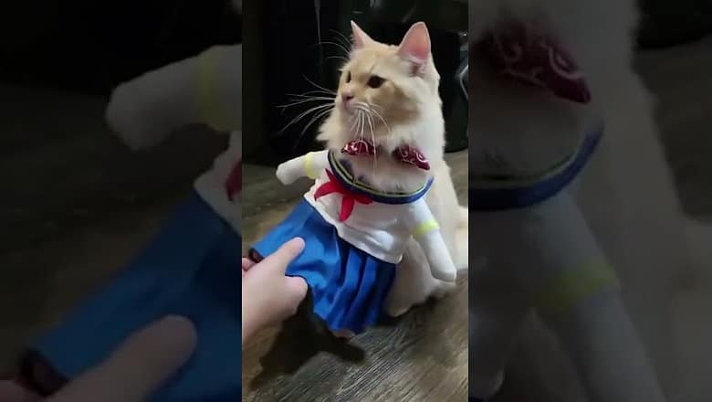 Cat As School Girl Shakes Paws #shorts