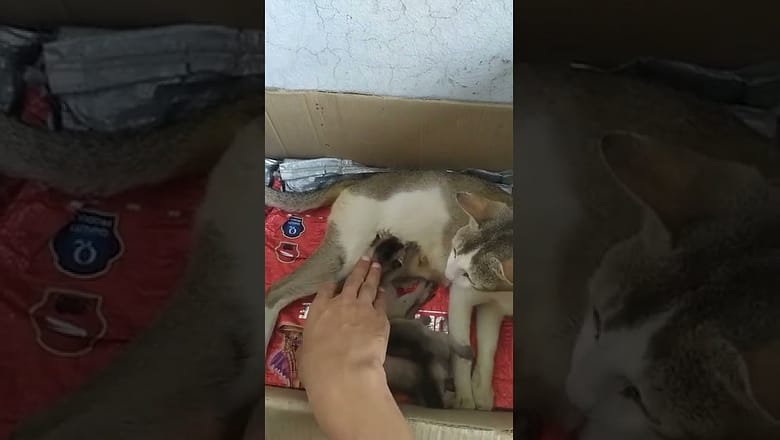 Cat Doesn’t Want Kittens Touched #shorts