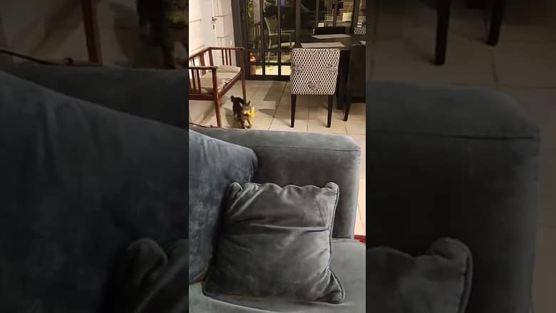 Cat Fetches Banana #shorts