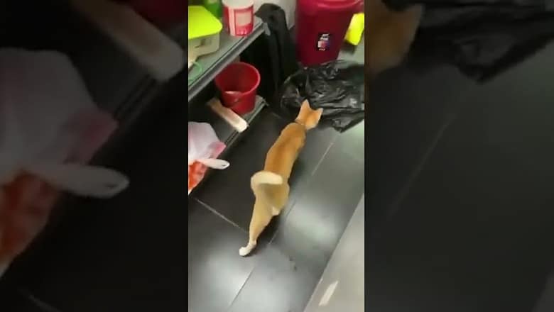 Cat Gets Scared #shorts