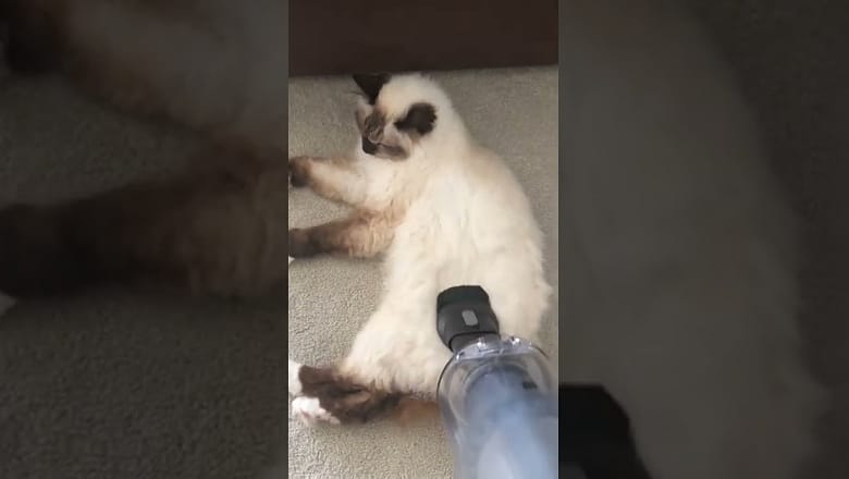 Cat Gets Vacuumed #shorts
